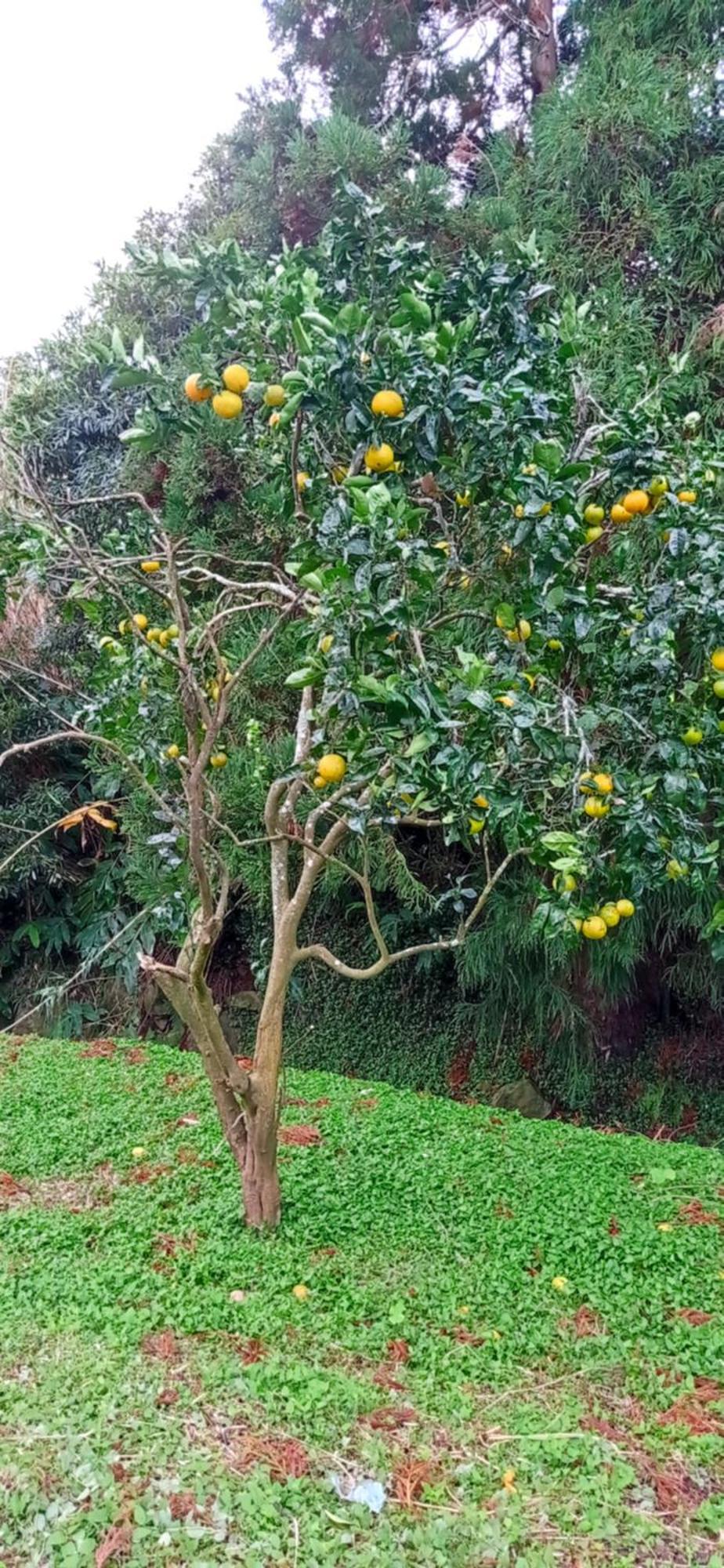 Villa Visconde Nordeste  Rum bild